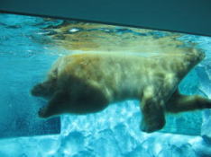 泳ぐホッキョクグマが水中から 見られる
